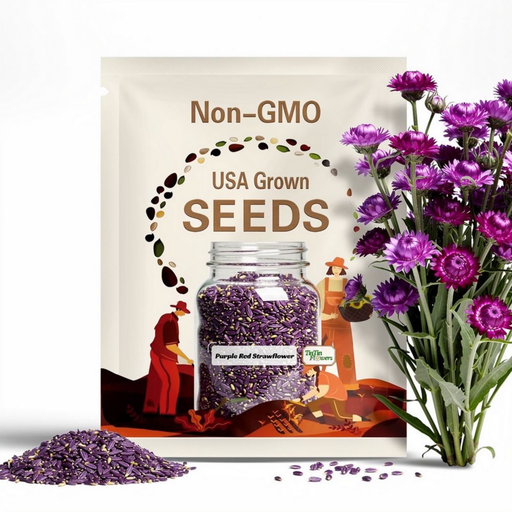 100s|Strawflower Seeds-Purple Red-Perennial -Authentic Seeds-Flowers -Organic. Non GMO -Vegetable Seeds-Mix Seeds for Plant-.#K003