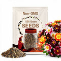 Collarette Dahlia Seeds: Rainbow Mix, Open-Pollinated (20+ Seeds)