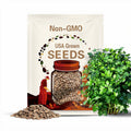 1000 GIANT ITALIAN Flat Leaf PARSLEY Petroselinum Crispum Neapolitanum Herb Vegetable Flower Seeds